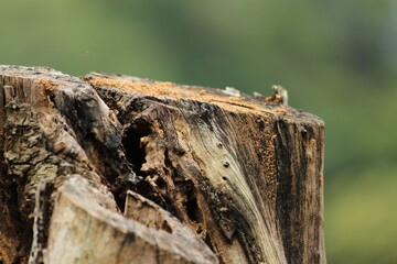 ants on the half cutted tree 2021 wallpaper hd for pc