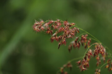 Obraz premium flower 2021 windows mobile wallpaper hd