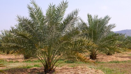 Fototapeta na wymiar Plantation of date palm tree in Thailand