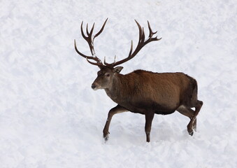 Majestic powerful adult red deer in winter country