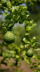 Bergamot (Kaffir Lime) on Tree