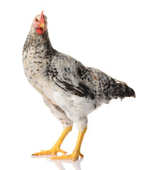 one gray rooster isolated on white background, studio shoot