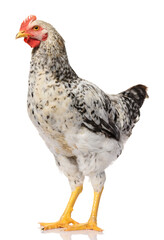 one gray rooster isolated on white background, studio shoot