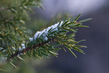 branch of a pine