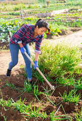 Woman of latin american appearance working in garden between beds with hoe in hands