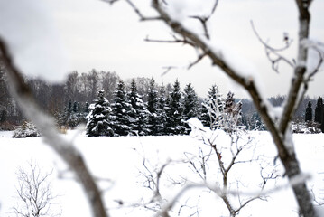 Wonderful white winter landscape with branches of trees covered by snow after big snowfall 