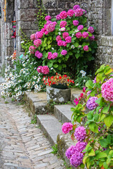 Massif d'hortensias sur façade de maison en granit