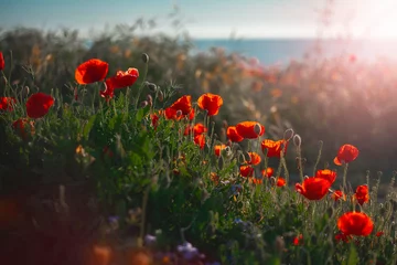 Tuinposter delicate lentebloemen van cyprus © Ирина Барышникова