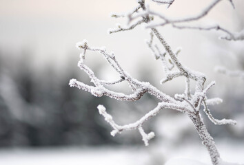Wonderful white winter landscape with branches of trees covered by snow after big snowfall 