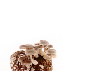 Shiitake Mushrooms on mycelium block. Traditional asian mushroom. Healthy organic medicinal food. Home growing. Studio shot on white background.