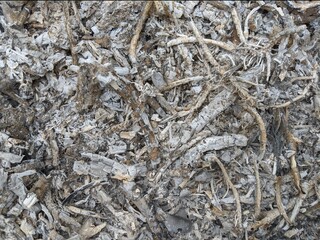 Ashes of firewood twigs, gray ash background
