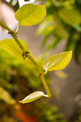 autumn leaves on a tree