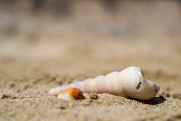 Seashells on the sand close-up. Tropical beach. Summer background. Copy space
