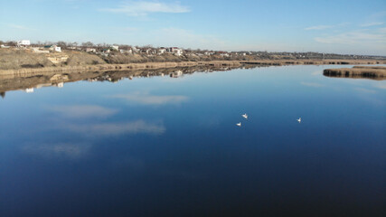 The estuary of a river with blue water. On the bank and in the middle of the river there are dry grass and reeds. There are village with houses on the shore. White swans float on the river