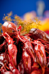A plate full of cooked crayfish, topped with dill. Swedish tradition. Crayfish party. Studio photo with colorful background. Selective focus on object.