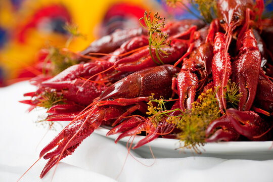 A plate full of cooked crayfish, topped with dill. Swedish tradition. Crayfish party. Studio photo with colorful background. Selective focus on object.