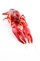 One single crayfish. Studio photo isolated on white background. Selective focus on object.
