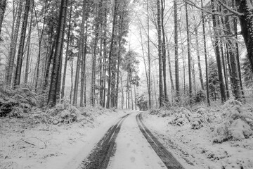 Obraz premium winterstrasse im wald