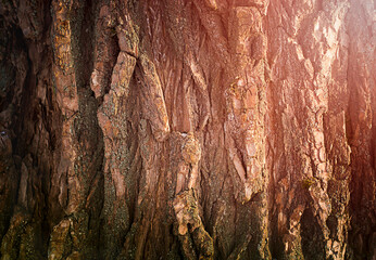 texture of the bark of an old tree. natural background