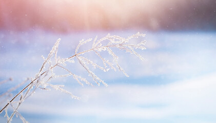 a branch of a field plant in ice crystals. winter natural background