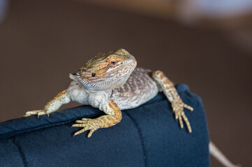 Detail of Bearded dragon (pogona) on the armchair back