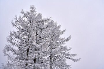 winter landscape in the mountains