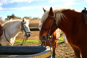 horse in the field