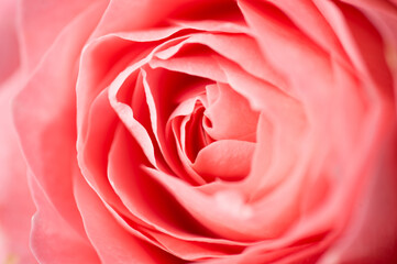 Close up macro detailed view photo of pink color rose