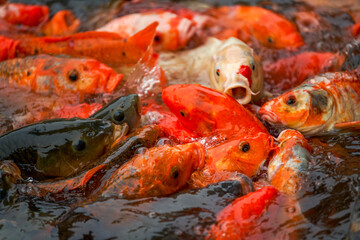 Obraz na płótnie Canvas Close-up of a large group of koi vying for food in the pond