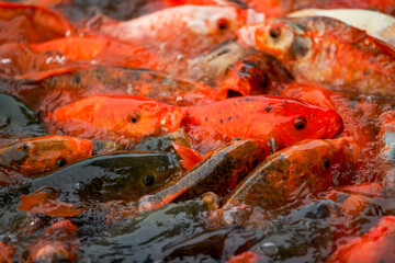 Close-up of a large group of koi vying for food in the pond