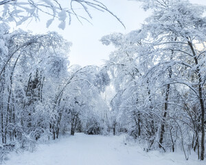 white wood covered with frost frosty landscape. Winter forest with snow and hoarfrost on trees