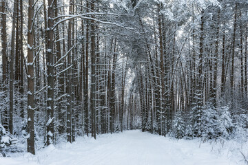 A path through a winter pine forest. Ski track in a pine forest.