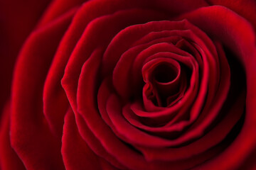 Close up macro photo of dark red beautiful flower