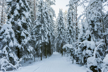 A path through a winter spruce forest. Ski track in a fir forest.