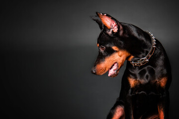Portrait of a Doberman Pinscher puppy on a black background. Copy space.
