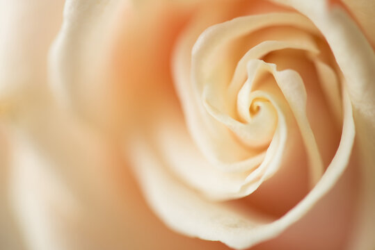 Close up photo image of creamy delicate beautiful rose flower