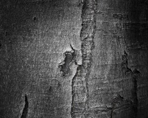 Tree bark natural background