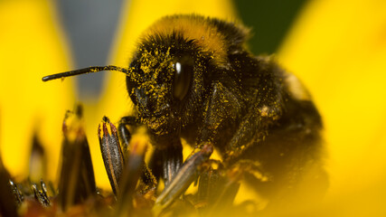 bumble-bee on sunflower