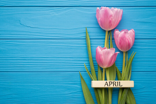 Hello spring concept. Flat lay overhead close up view photo picture of beautiful pastel color tulips on stems isolated bright blue backdrop vintage wooden desk with empty space