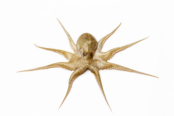 Octopus at a food market   © Classic