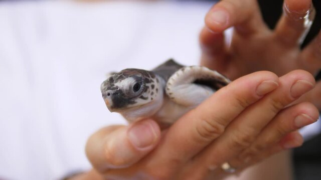 Close up of baby turtle on human hand 