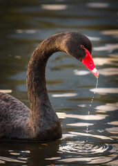 Fototapeta premium Black Swan in the water