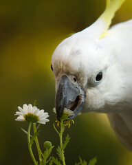 Sulphur crested Cockatoo