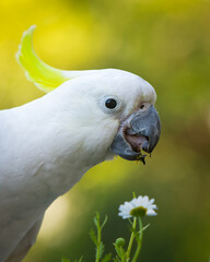 Sulphur crested Cockatoo