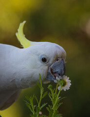 Sulphur crested Cockatoo