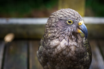 Kea in New Zealand