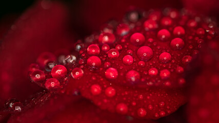 water drops on a red bloom