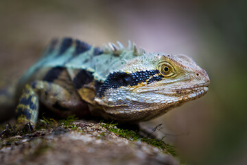 Lizard Dragon