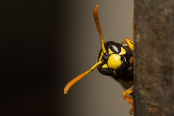 wasp on a branch