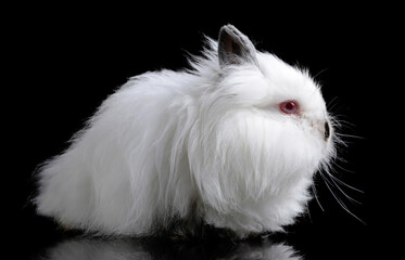Funny baby white Teddy rabbit isolated on a black background.
